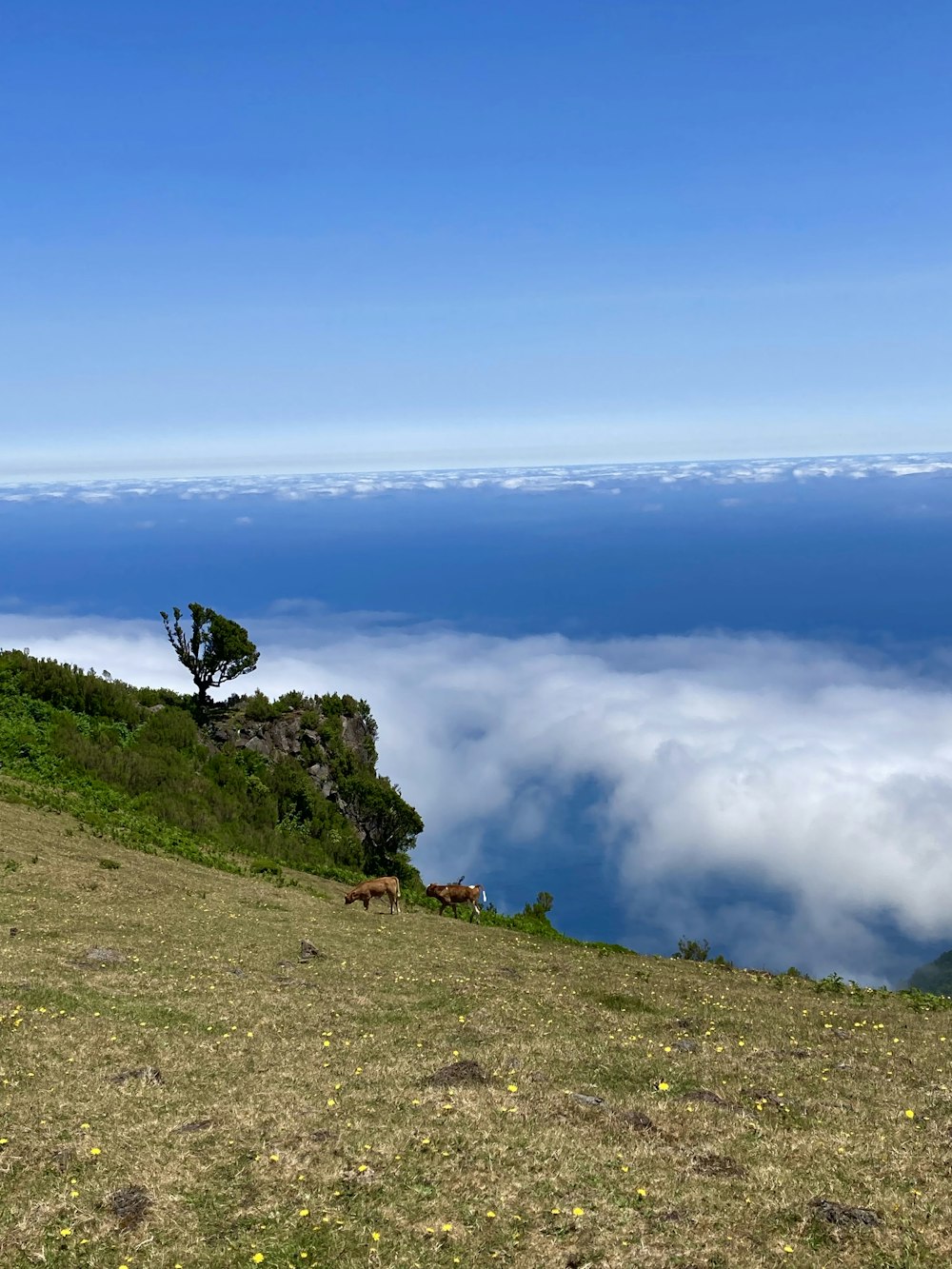 a grassy hill with a tree on top of it