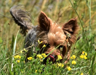a small dog in a field of yellow flowers
