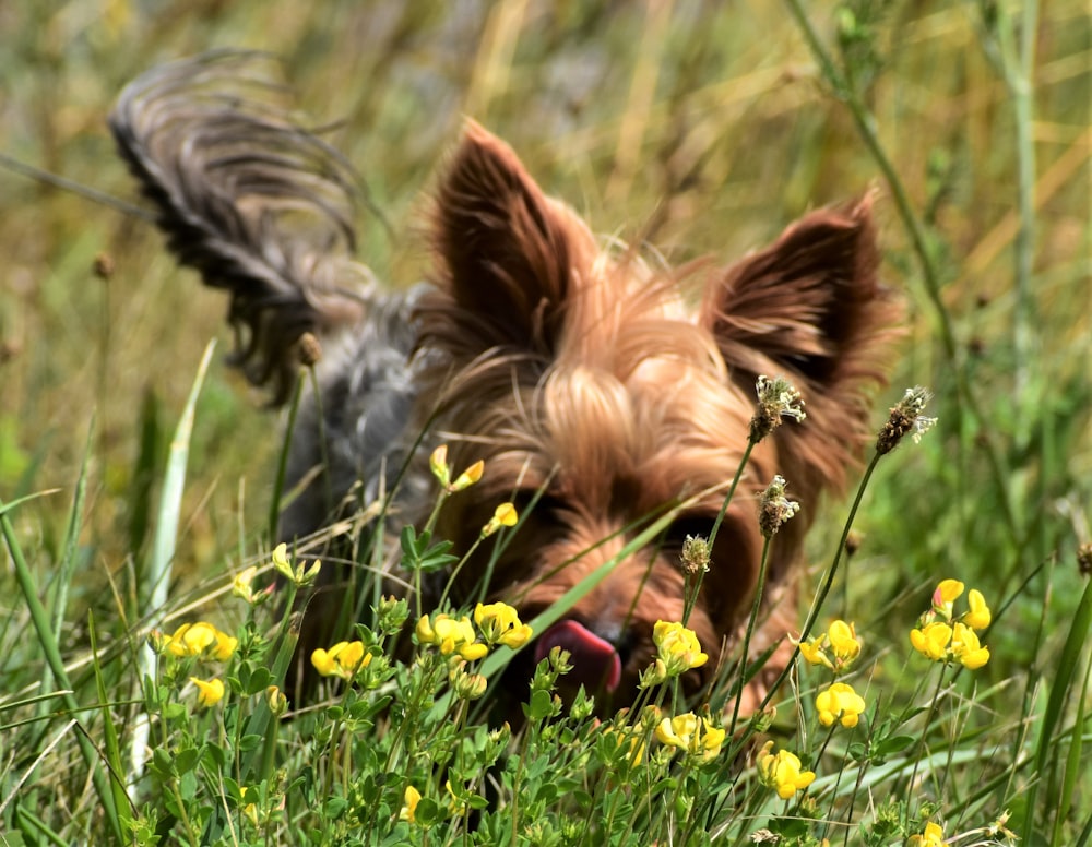 a small dog in a field of yellow flowers