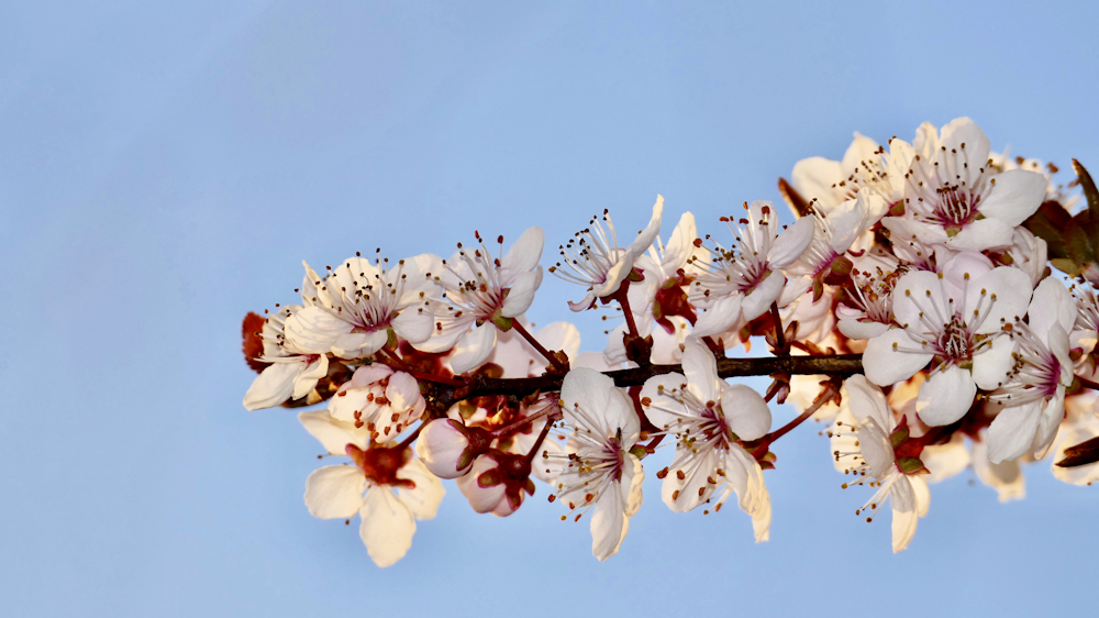 a branch of a flowering tree with white flowers