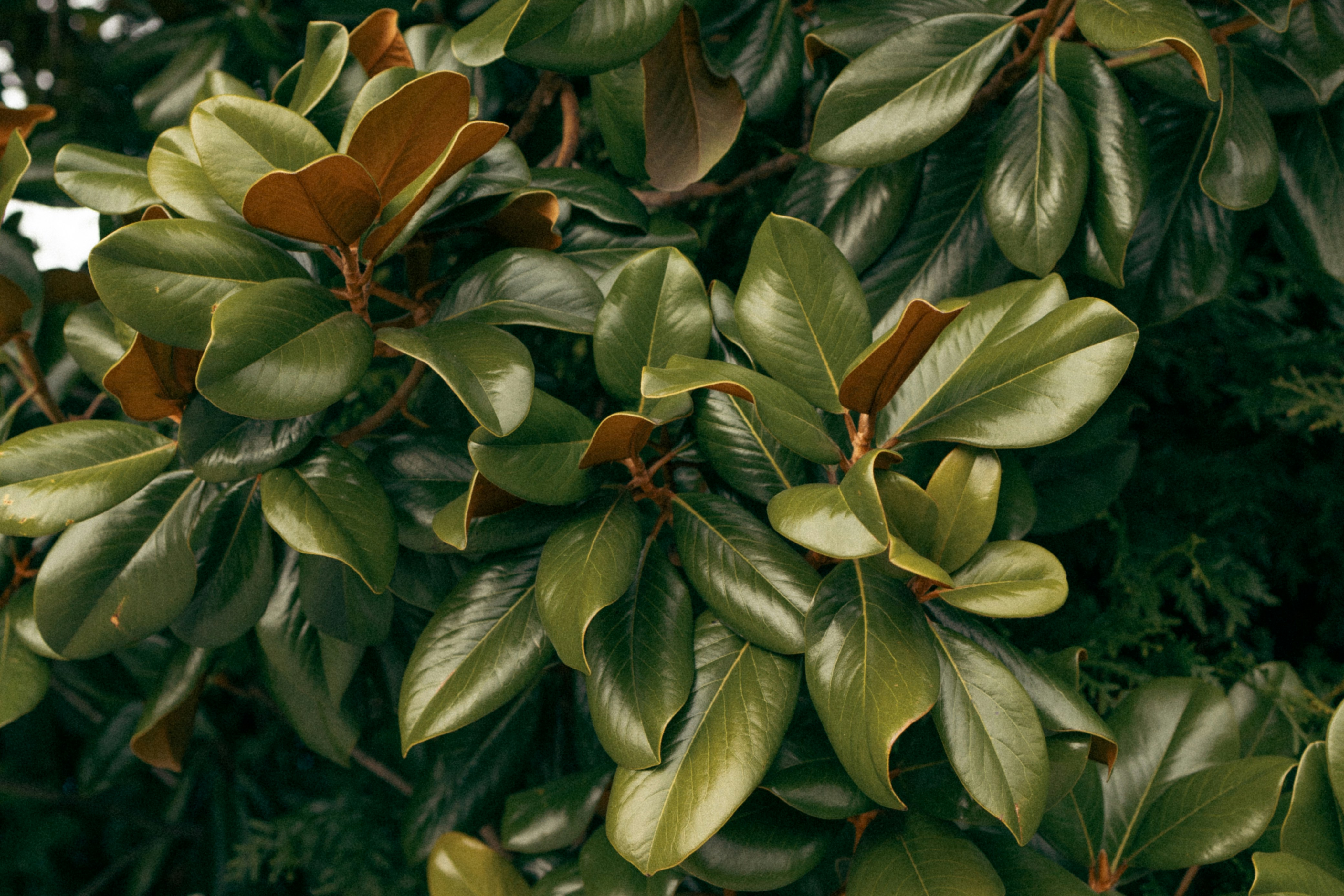 earthy tones wallpaper, wallpaper, Earthy Tones Hallway: Stylish Design on a Budget 2