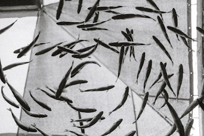 Numerous fish are suspended in mid-air against a backdrop of geometric, tent-like fabric structures. The image is captured in black and white, creating a surreal and dynamic scene with the fish appearing almost as if they are floating or flying.