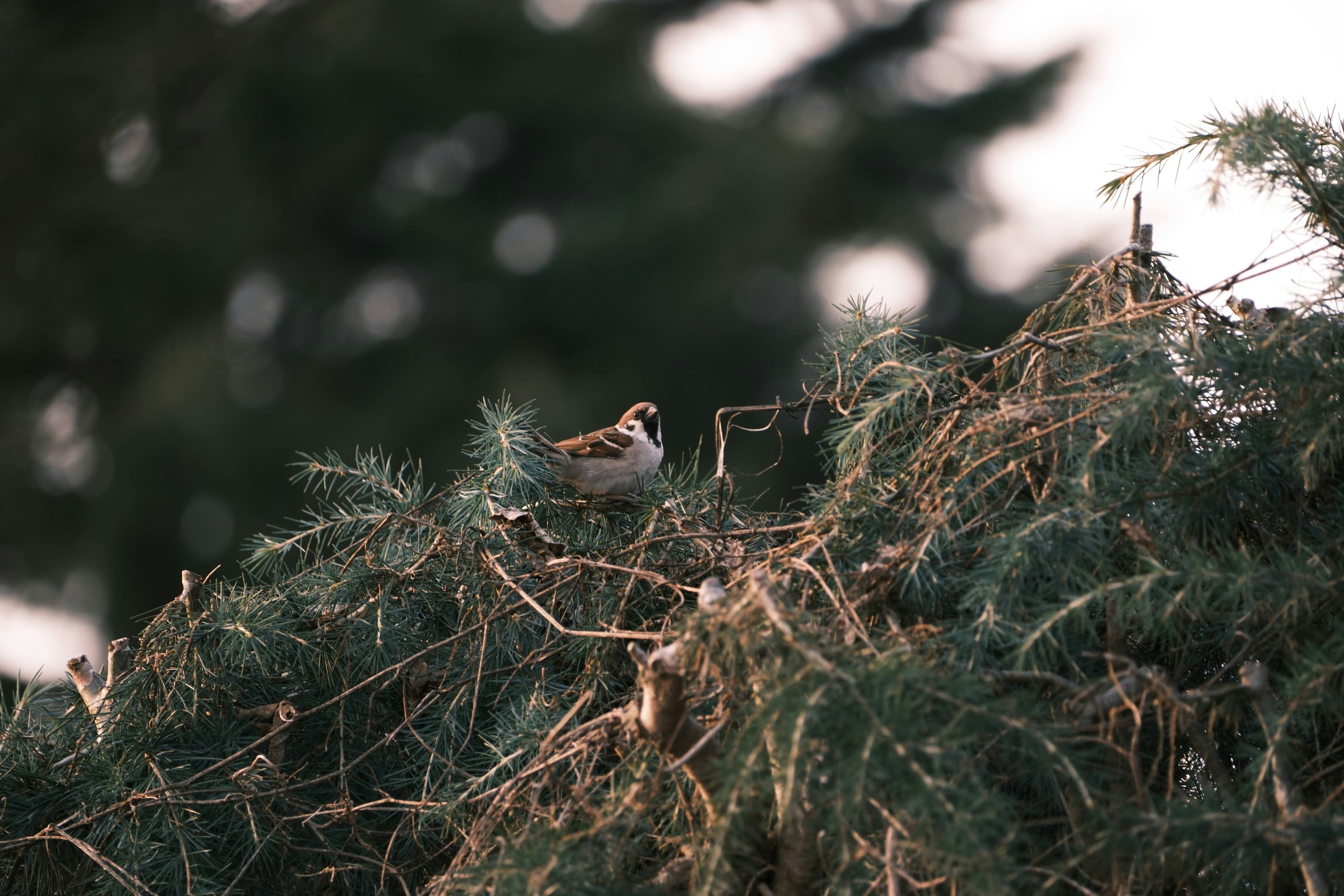 a small bird perched on top of a pine tree