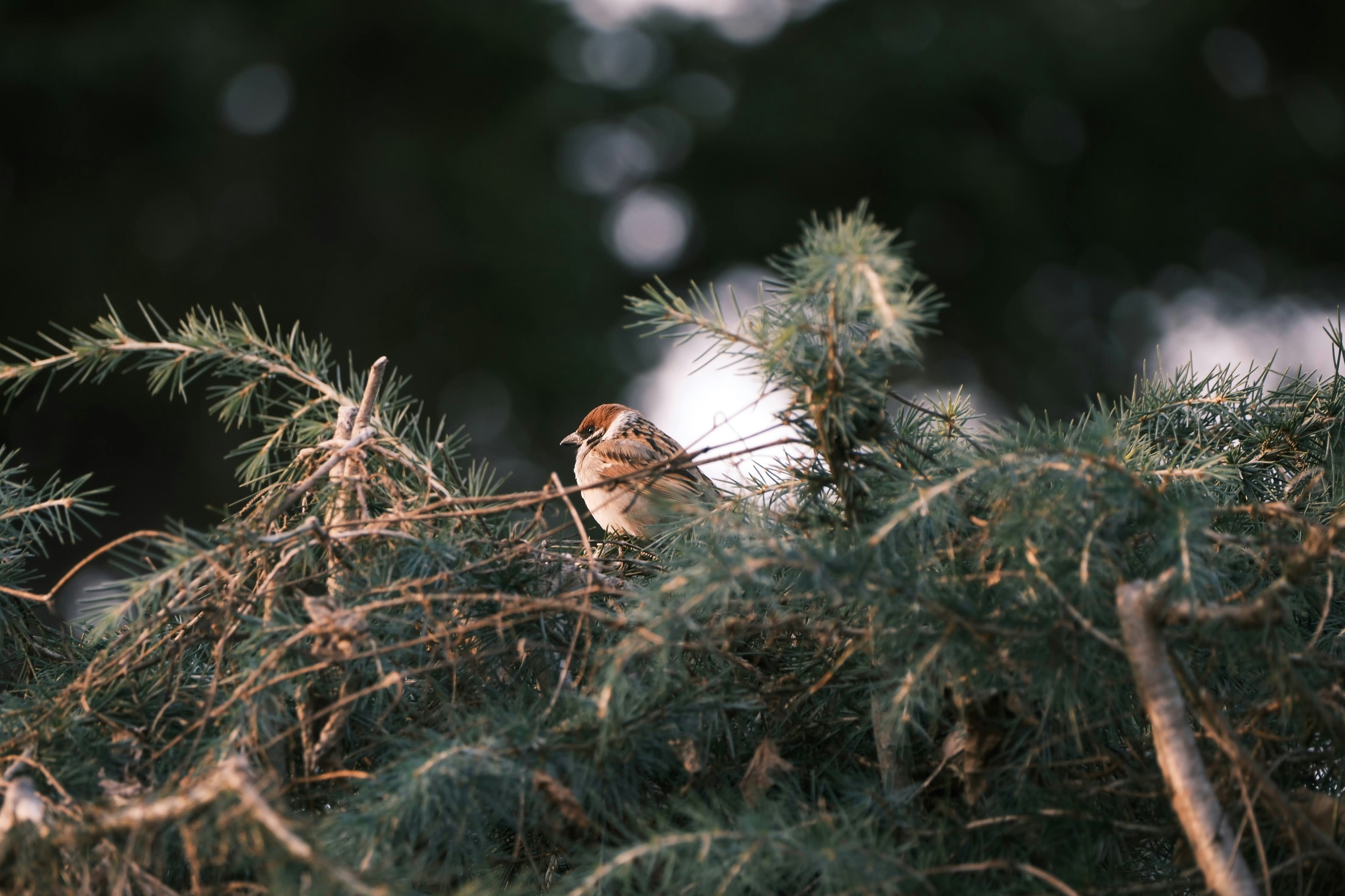 a small bird perched on top of a pine tree
