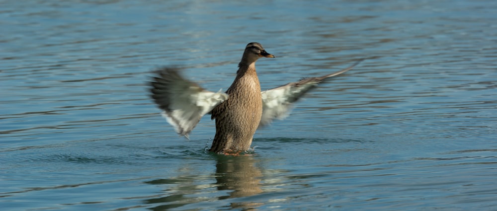 un'anatra che sbatte le ali nell'acqua