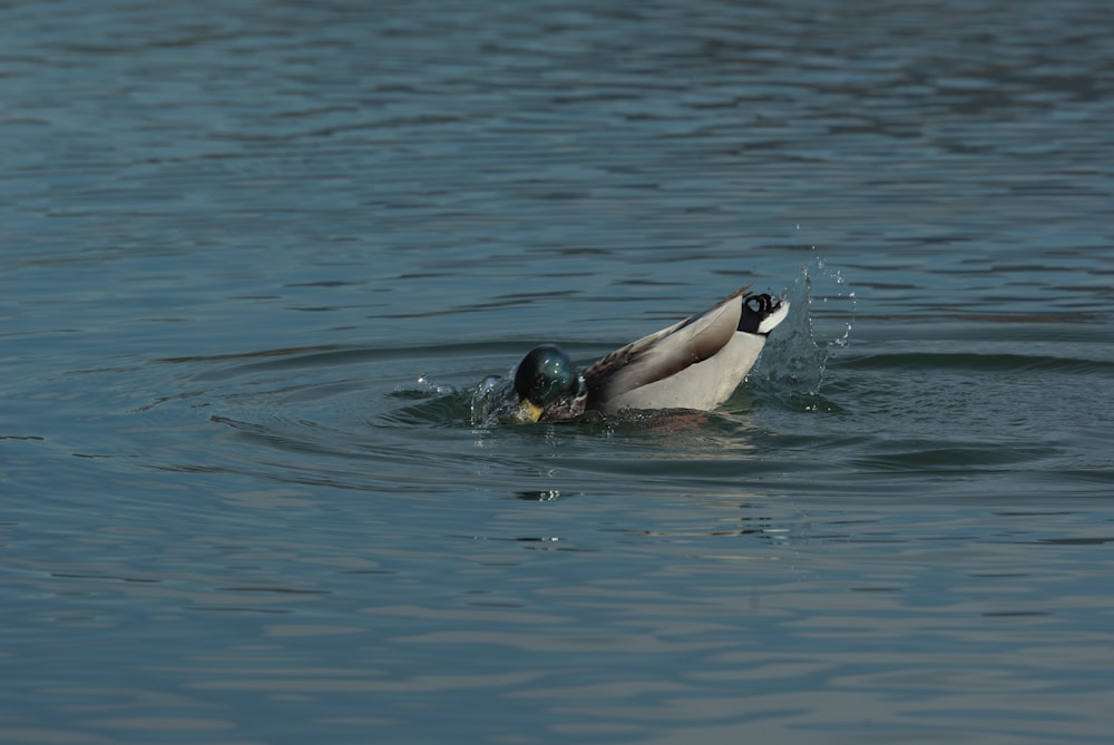 a duck is swimming in the water