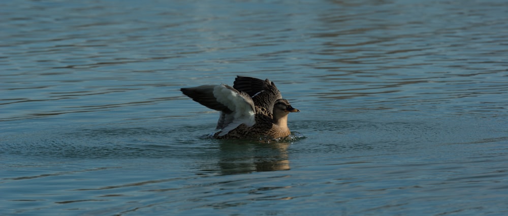 Un pato que está nadando en un poco de agua