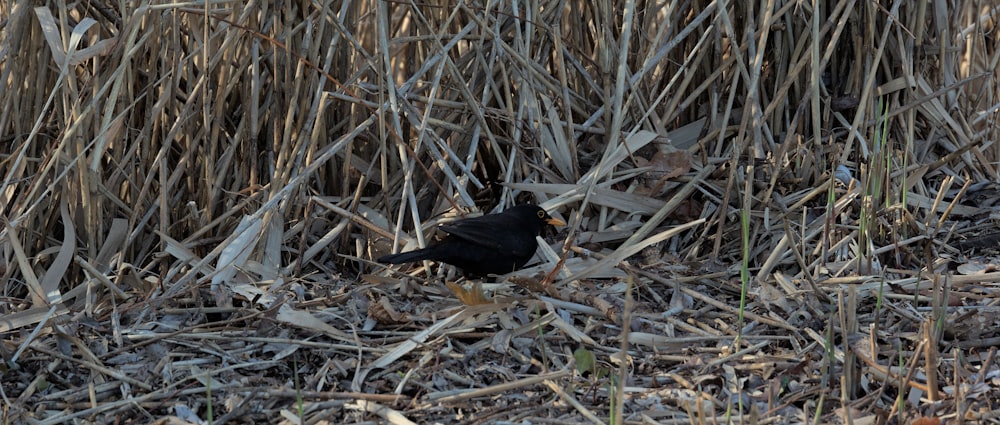 a black bird standing in a field of tall grass
