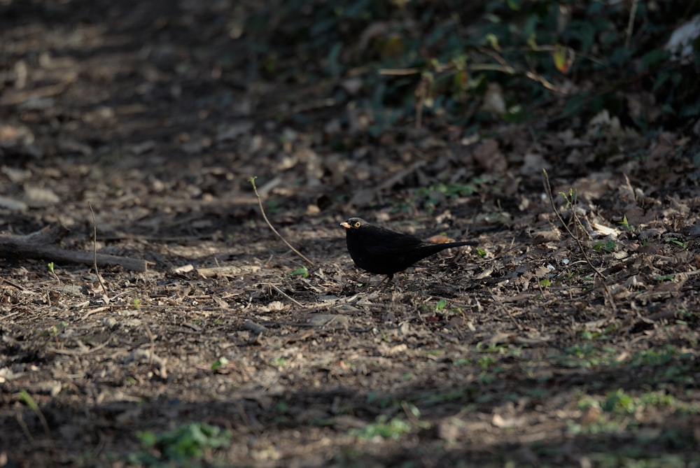 Un pequeño pájaro negro parado en el suelo