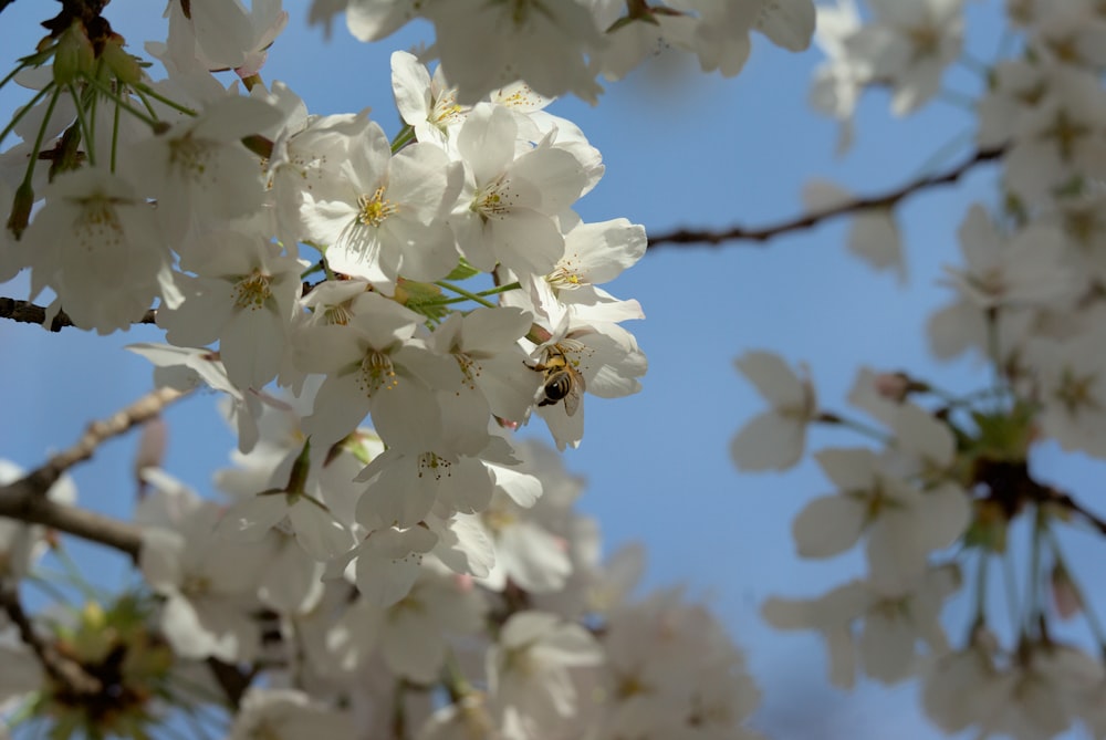 Una abeja está sentada en un árbol de flores blancas