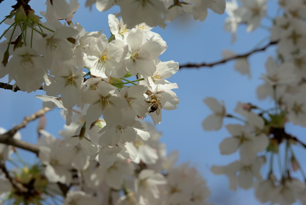 Un'ape è seduta su un albero dai fiori bianchi