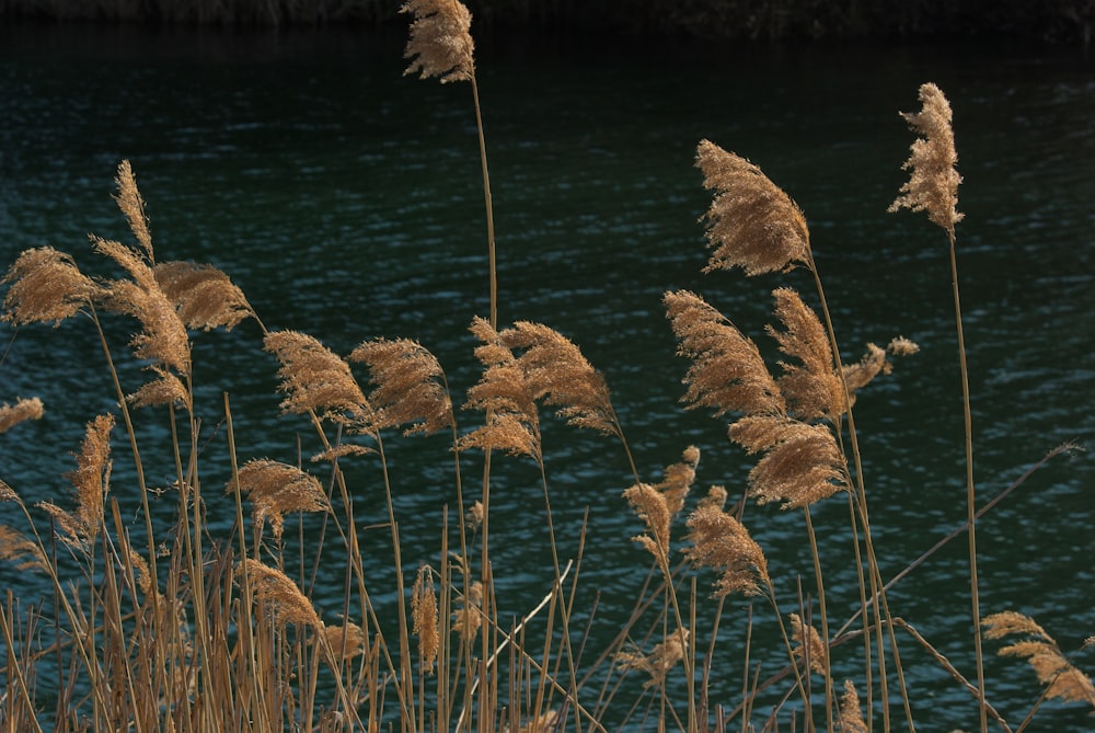 a bunch of tall grass next to a body of water