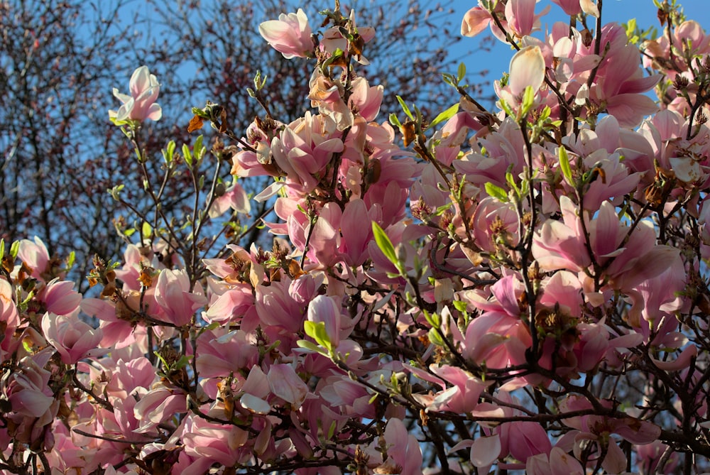 Un árbol con flores rosadas frente a un cielo azul