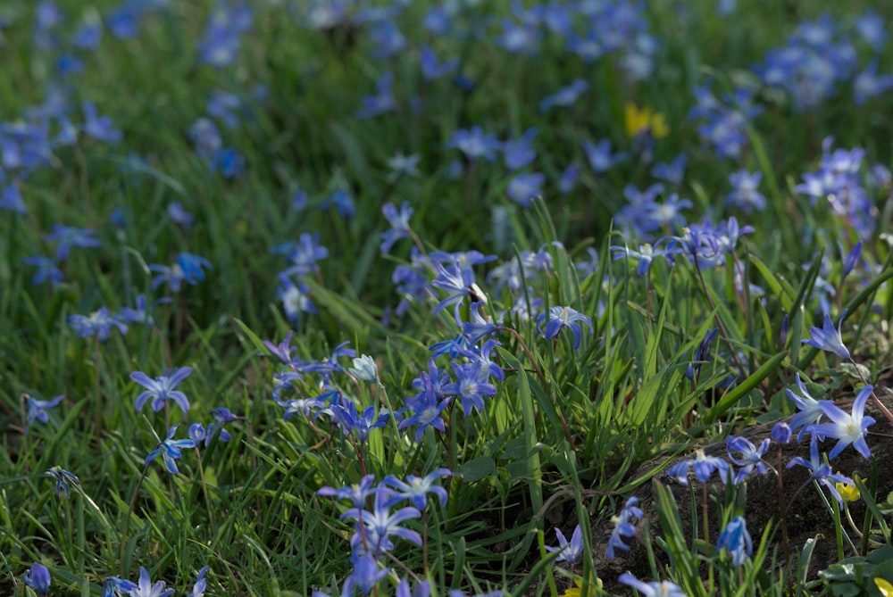 un ramo de flores azules que están en la hierba