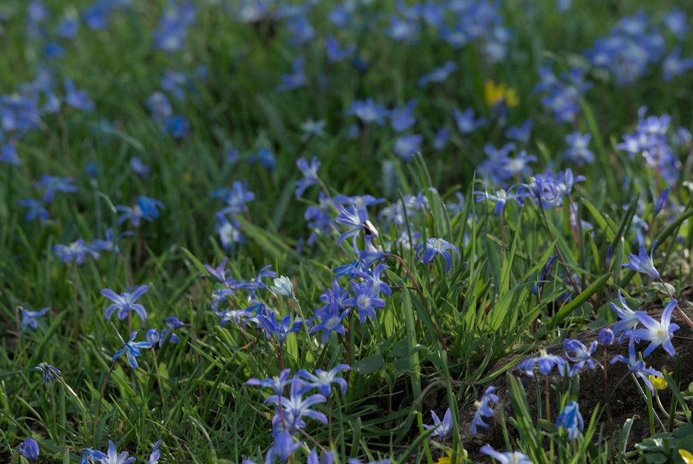 a bunch of blue flowers that are in the grass