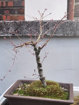 A small, intricately twisted bonsai tree with budding pink leaves is placed in a rectangular pot filled with lush green moss. The pot rests on a flat surface against a concrete background, with a section of a brick wall visible behind it.