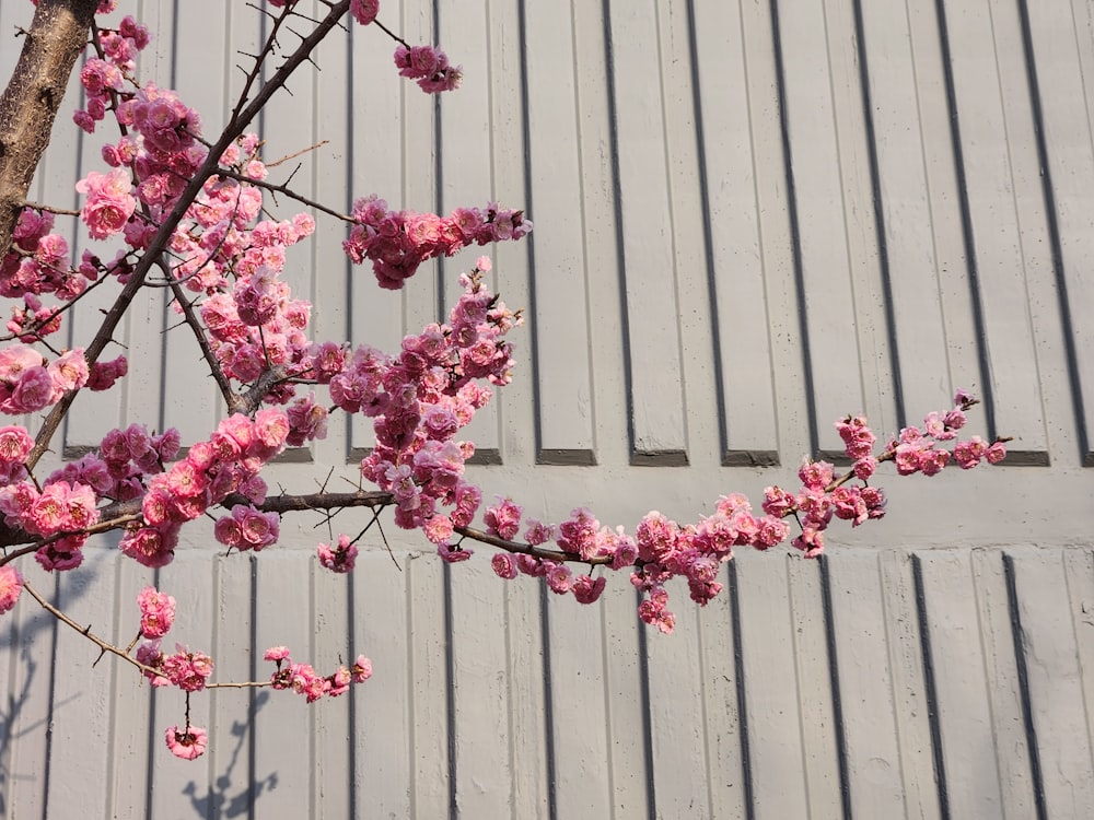 a branch of a tree with pink flowers