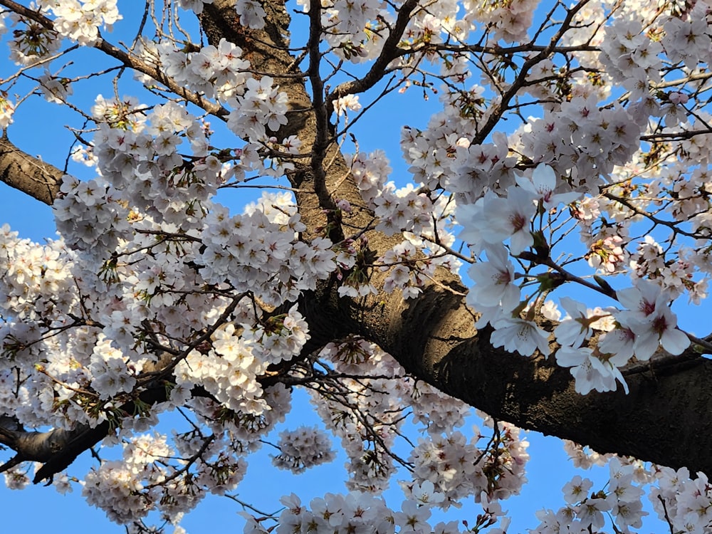 a tree with white flowers and a blue sky in the background