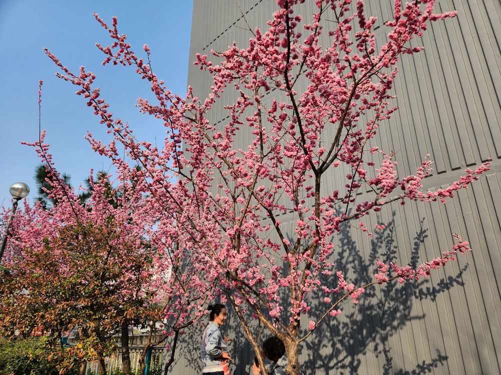 a woman walking a dog past a flowering tree