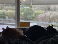 A rescued cat peacefully resting on a cozy blanket beside a window.
