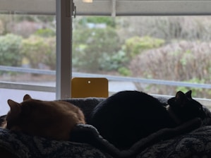 A cozy scene of a dog and cat resting peacefully together in a sunlit room filled with soft cushions and pet toys.