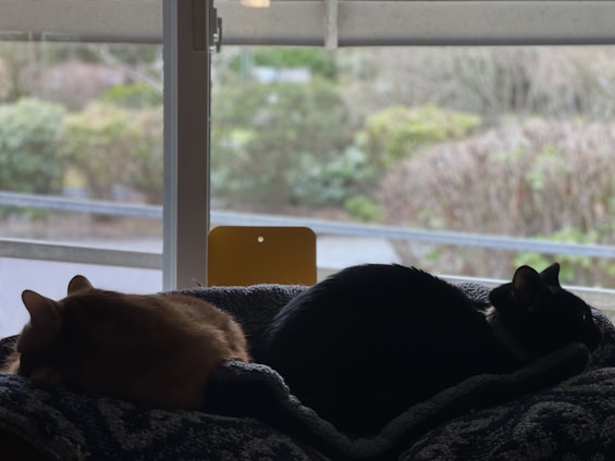 A cozy scene of a dog and cat resting peacefully together in a sunlit room filled with soft cushions and pet toys.