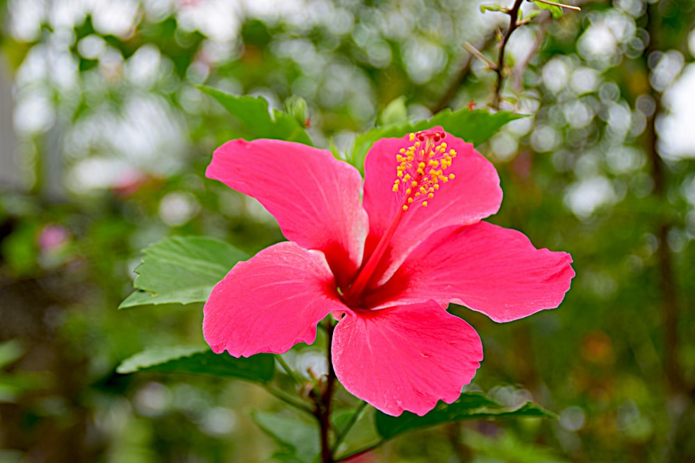 a pink flower with green leaves in the background