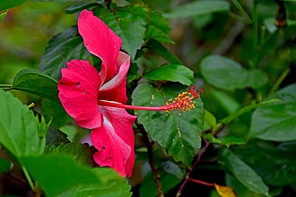 a pink flower with green leaves around it