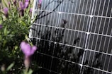 A solar panel is positioned in a garden surrounded by lavender plants. The lavender flowers and foliage partially obscure the view of the solar panel, creating a mix of natural and technological elements in the scene. The sunlight casts shadows of the lavender onto the solar panel, adding a textured look.