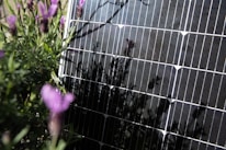A solar panel is positioned in a garden surrounded by lavender plants. The lavender flowers and foliage partially obscure the view of the solar panel, creating a mix of natural and technological elements in the scene. The sunlight casts shadows of the lavender onto the solar panel, adding a textured look.