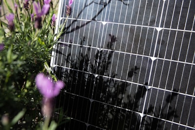 A solar panel is positioned in a garden surrounded by lavender plants. The lavender flowers and foliage partially obscure the view of the solar panel, creating a mix of natural and technological elements in the scene. The sunlight casts shadows of the lavender onto the solar panel, adding a textured look.