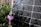 A solar panel is positioned in a garden surrounded by lavender plants. The lavender flowers and foliage partially obscure the view of the solar panel, creating a mix of natural and technological elements in the scene. The sunlight casts shadows of the lavender onto the solar panel, adding a textured look.