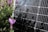 A solar panel is positioned in a garden surrounded by lavender plants. The lavender flowers and foliage partially obscure the view of the solar panel, creating a mix of natural and technological elements in the scene. The sunlight casts shadows of the lavender onto the solar panel, adding a textured look.
