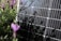 A solar panel is positioned in a garden surrounded by lavender plants. The lavender flowers and foliage partially obscure the view of the solar panel, creating a mix of natural and technological elements in the scene. The sunlight casts shadows of the lavender onto the solar panel, adding a textured look.