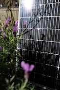 Close-up of a plant growing next to solar technology.