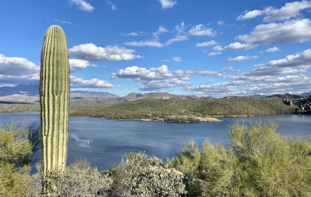 a large cactus standing next to a body of water