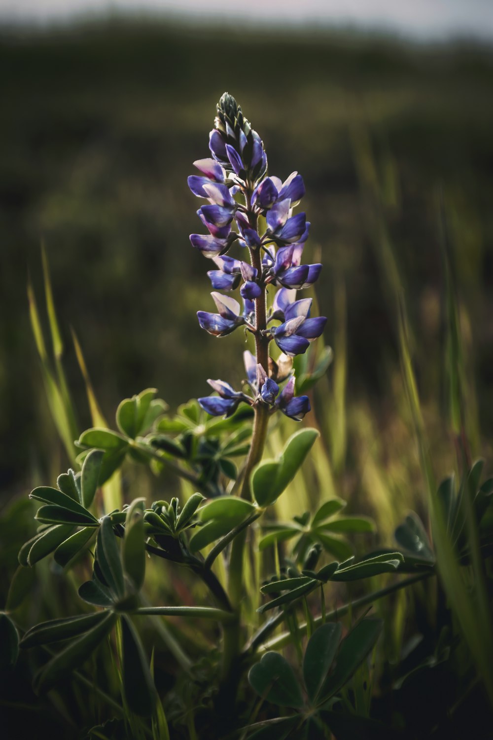 a close up of a purple flower in a field