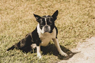 a small black and white dog sitting in the grass