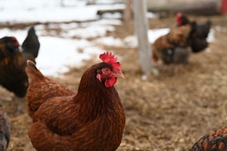 A close-up of a brown hen in a farmyard setting with snow on the ground. Several other chickens are visible in the background, pecking at the ground in an area covered with straw.