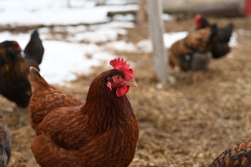 A close-up of a brown hen in a farmyard setting with snow on the ground. Several other chickens are visible in the background, pecking at the ground in an area covered with straw.