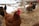 A close-up of a brown hen in a farmyard setting with snow on the ground. Several other chickens are visible in the background, pecking at the ground in an area covered with straw.