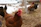 Close-up of a satisfied farmer feeding chickens with quality feed in a sunny farmyard.