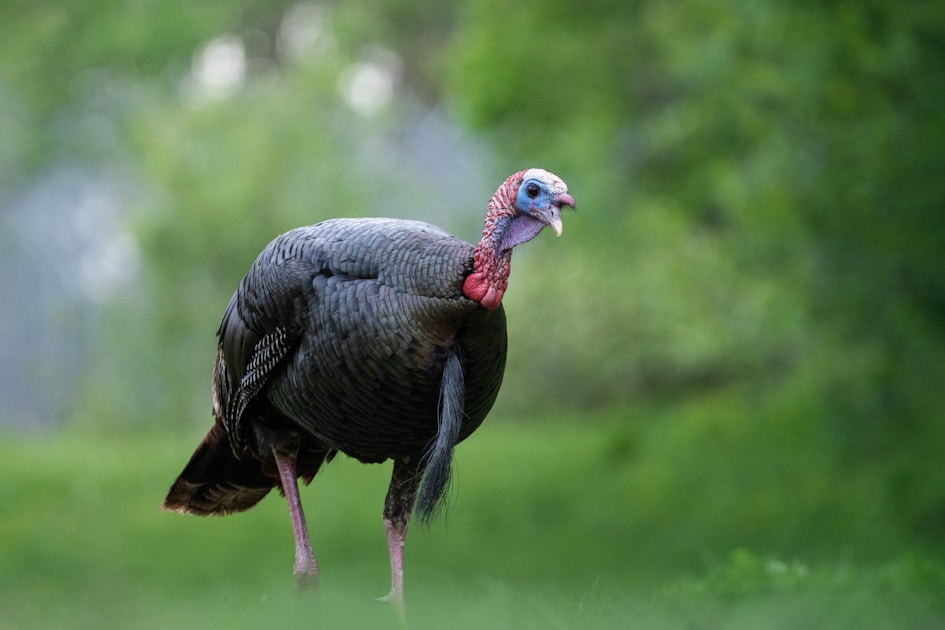 Wild turkey tom displaying fanned tail feathers on green grass