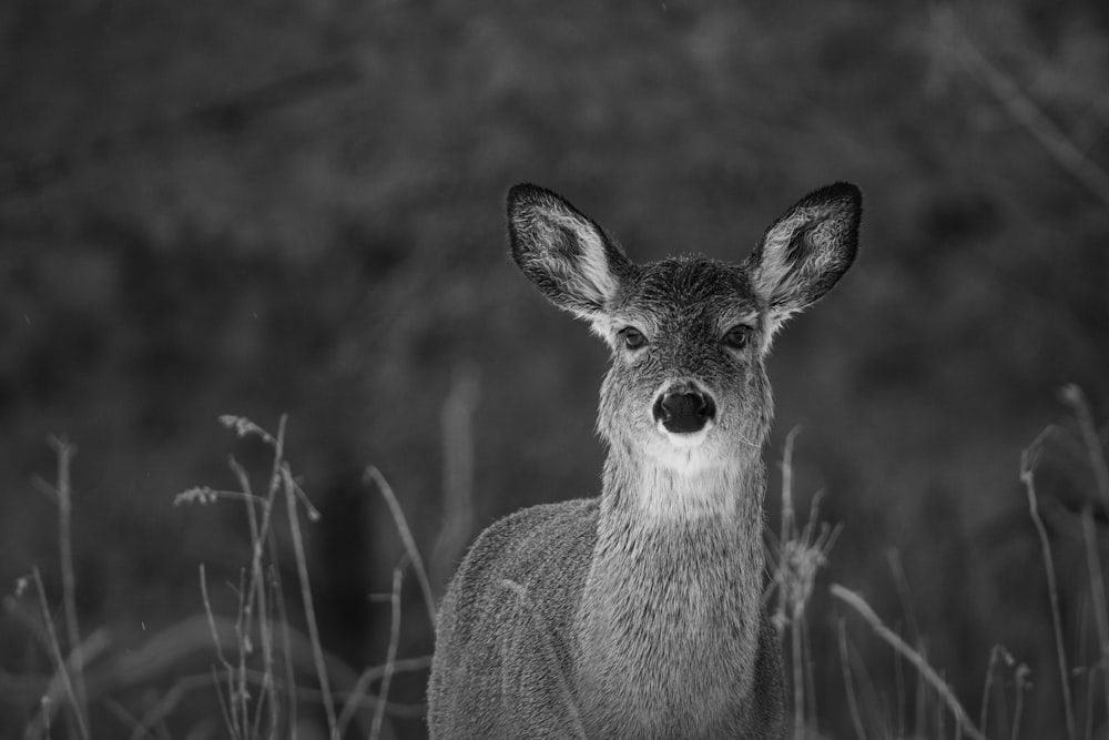 a black and white photo of a deer