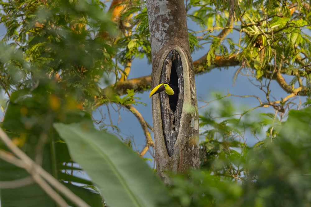 Un pájaro está sentado en un agujero en un árbol