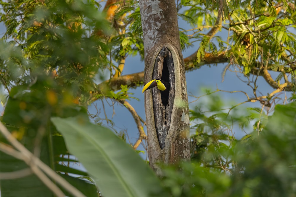 a bird is sitting in a hole in a tree