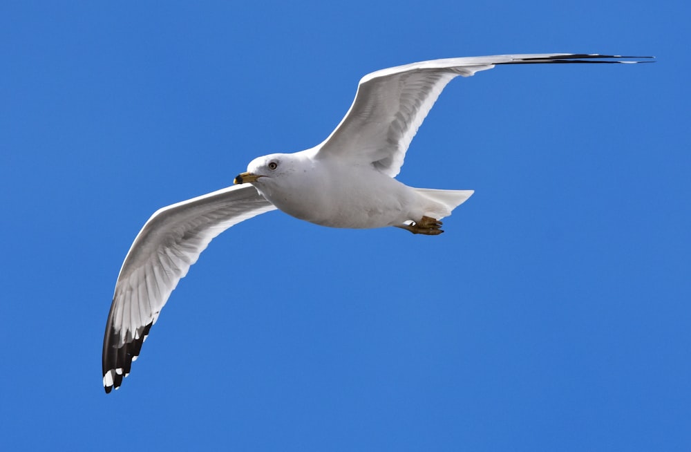 Un gabbiano che vola in un cielo azzurro