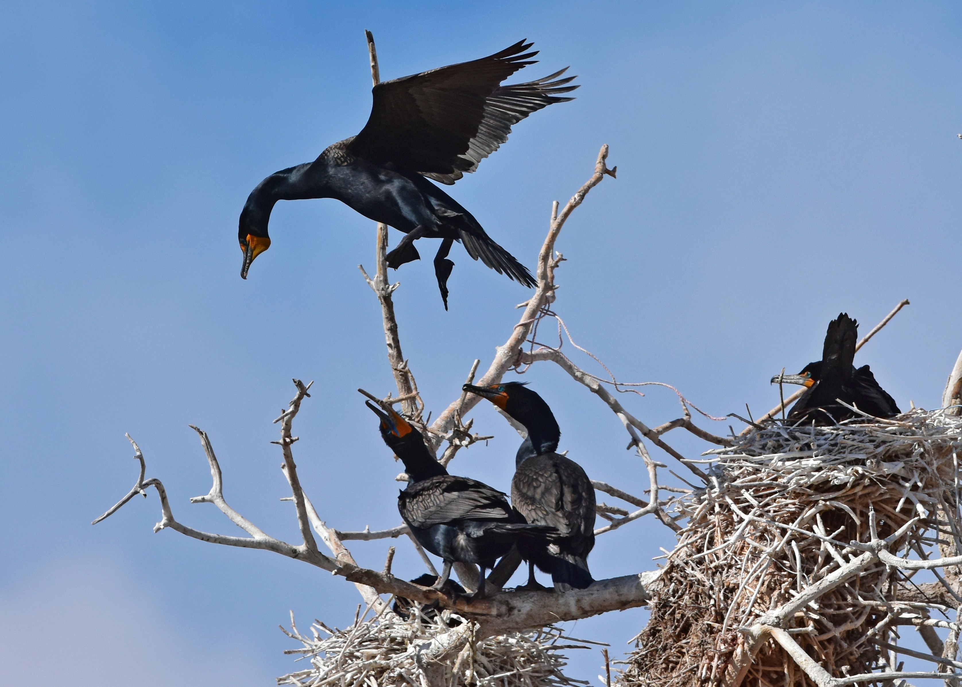 Double-crested Cormorant