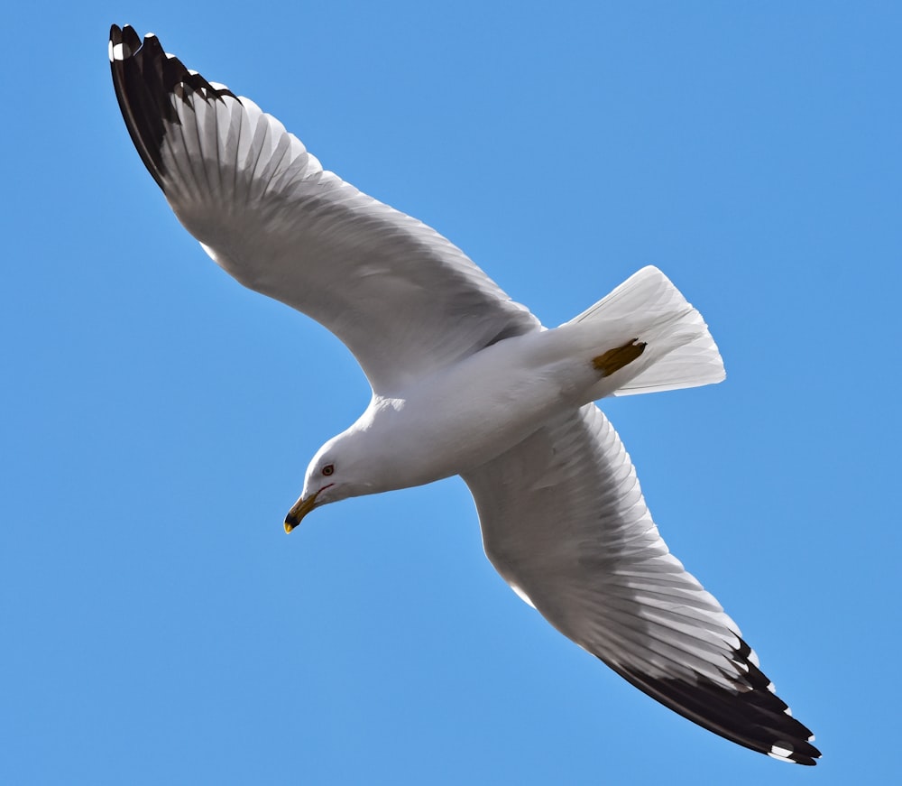 a white and black bird flying through a blue sky