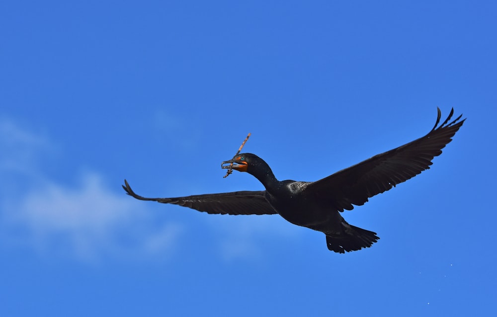 a large bird flying through a blue sky